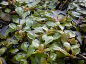 Ludwigia Palustris