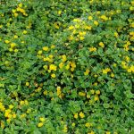 Lysimachia Nummularia