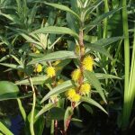 Lysimachia Thyrsiflora