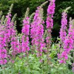 Lythrum Salicaria