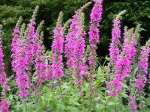 Lythrum Salicaria