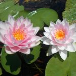 Nymphaea Madame Wilfron Gonnére