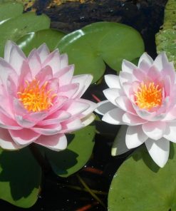 Nymphaea Madame Wilfron Gonnére