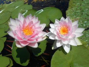 Nymphaea Madame Wilfron Gonnére