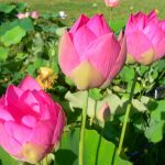 Nelumbo Maggie Belle Slocum