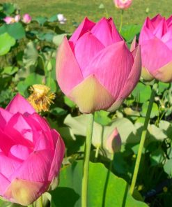 Nelumbo Maggie Belle Slocum
