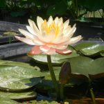 Nymphaea Mangkala Ubol