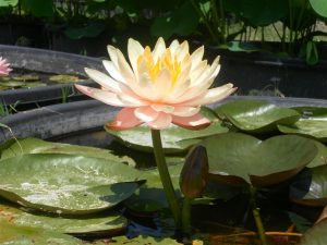 Nymphaea Mangkala Ubol
