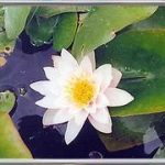 Nymphaea Marliacea Carnea
