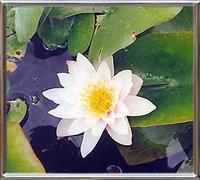 Nymphaea Marliacea Carnea