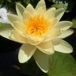 Nymphaea Marliacea Chromatella
