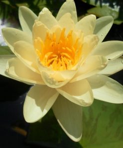 Nymphaea Marliacea Chromatella