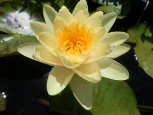 Nymphaea Marliacea Chromatella
