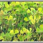 Marsilea Strigosa