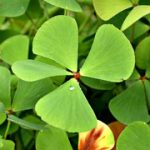 Marsilea Drummondii