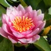 Nymphaea Masaniello