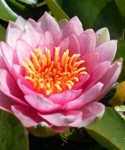 Nymphaea Masaniello
