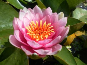 Nymphaea Masaniello