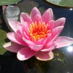 Nymphaea Maurice Laydeker
