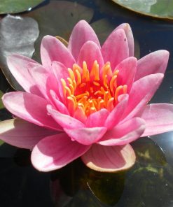 Nymphaea Maurice Laydeker
