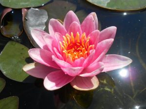 Nymphaea Maurice Laydeker