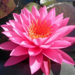 Nymphaea Mayla