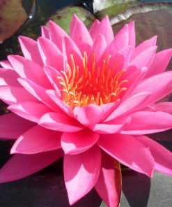 Nymphaea Mayla