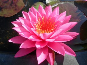 Nymphaea Mayla