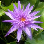 Nymphaea Midnight