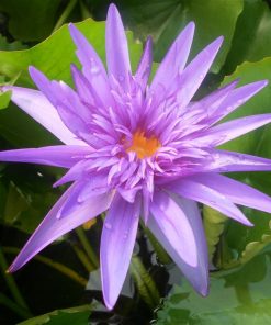 Nymphaea Midnight