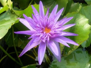 Nymphaea Midnight