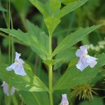 Mimulus Ringens