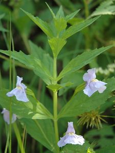 Mimulus Ringens