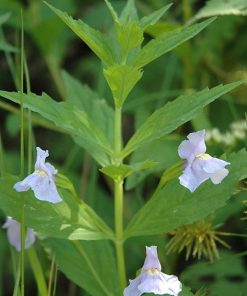 Mimulus Ringens