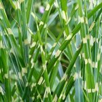Miscanthus Sinensis Zebrinus