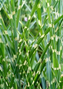 Miscanthus Sinensis Zebrinus