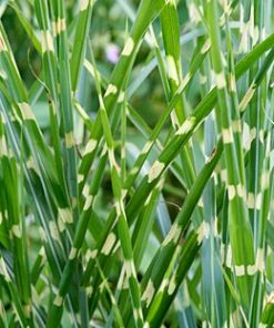 Miscanthus Sinensis Zebrinus