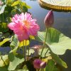 Nelumbo Momo Botan