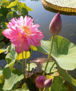 Nelumbo Momo Botan