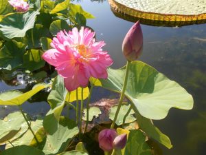 Nelumbo Momo Botan