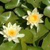 Nymphaea Moorey