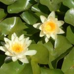 Nymphaea Moorey