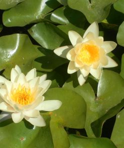 Nymphaea Moorey