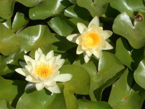 Nymphaea Moorey