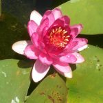 Nymphaea Murillo