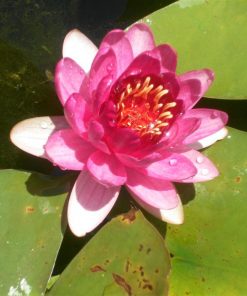 Nymphaea Murillo