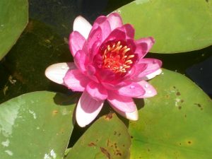 Nymphaea Murillo