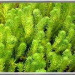 Myriophyllum Proserpinacoides