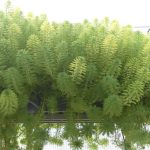 Myriophyllum Proserpinacoides