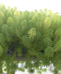 Myriophyllum Proserpinacoides